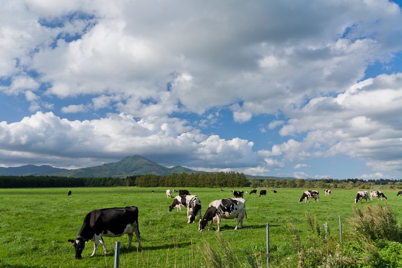 青空の下、武佐岳を背に牧草地で草をはむ乳牛たち